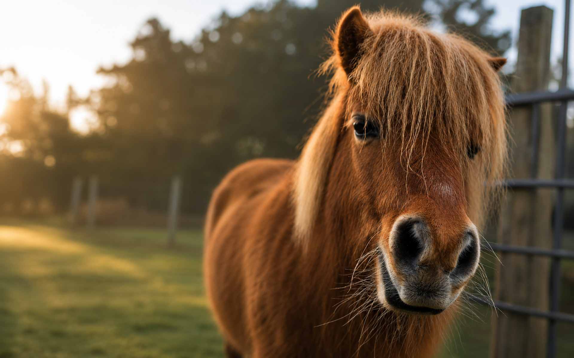 Pony