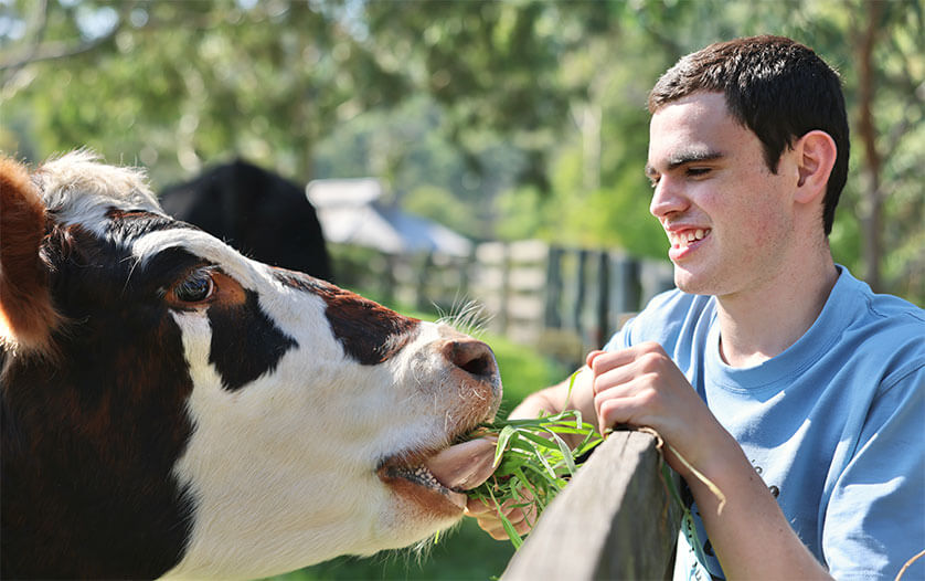 A person feeding a cow at Collingwood Children’s Farm.